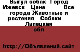 Выгул собак. Город Ижевск › Цена ­ 150 - Все города Животные и растения » Собаки   . Липецкая обл.